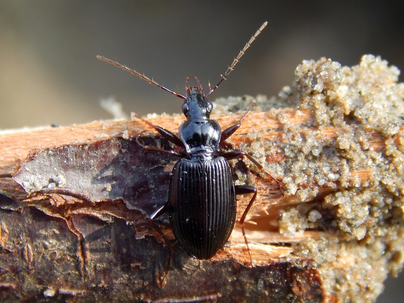 Limodromus krynickii - Carabidae